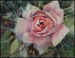 watercolor pink rose